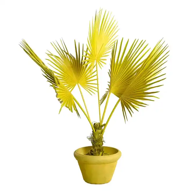 POLSPOTTEN Fan Palm Kunstplant Yellow In Pot Flitsaanbieding